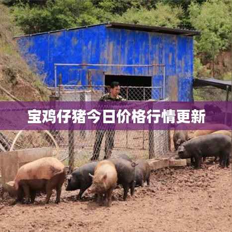 宝鸡仔猪今日价格行情更新